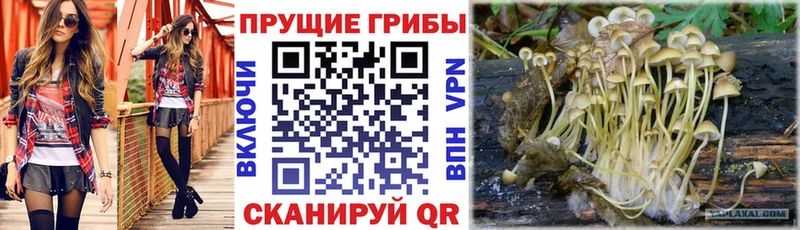 Псилоцибиновые грибы Magic Shrooms  блэк спрут ONION  Новоуральск  цена  