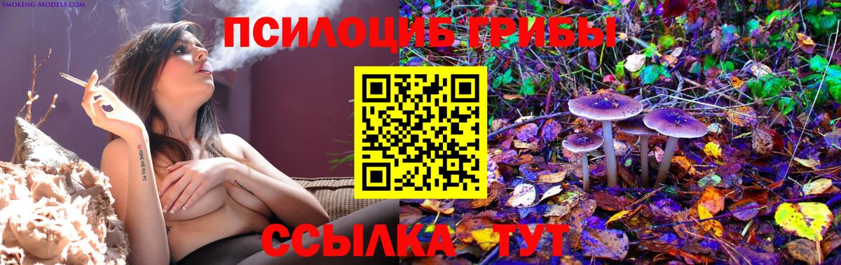 Псилоцибиновые грибы Psilocybe Новоуральск